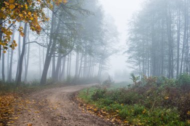 Sisli sabah. Sonbahar ormanı manzarası. Ağaçların arasından toprak bir yol, Letonya