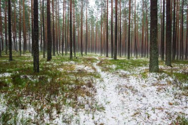 Çam ormanında bulutlu bir kış günü. Karaltında yeşil çimenler ve altın yapraklar. Letonya