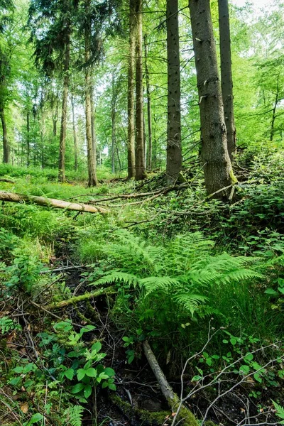 Forest Landscape Green Forest Fern Germany — Stock Photo, Image