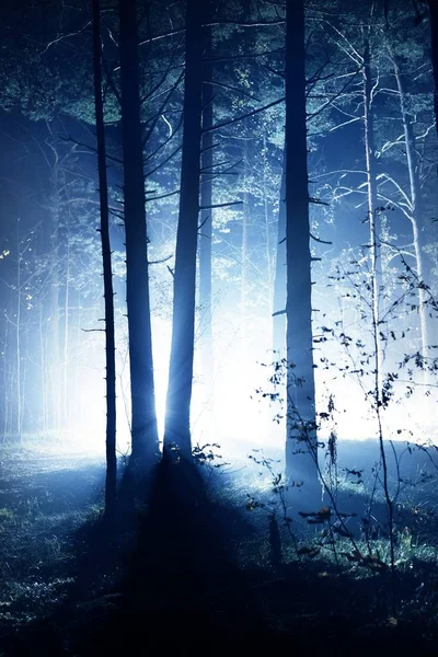 Światło Słoneczne Mglisty Poranek Lesie Sosnowym Trawa Rośliny Drzewa Zbliżenie — Zdjęcie stockowe