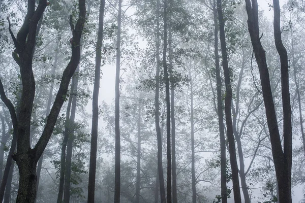 Утренний Туман Лесу Зеленые Золотые Листья Березы Крупным Планом Латвия — стоковое фото