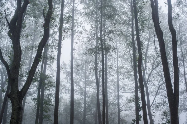 Brouillard Matinal Dans Forêt Feuilles Vertes Dorées Bouleaux Gros Plan — Photo