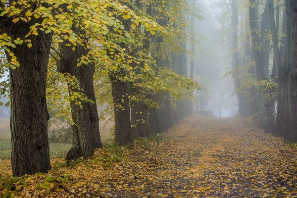 Egy Őszi Reggeli Köd Kilátás Gyalogjárút Parkban Öreg Fák Arany — Stock Fotó