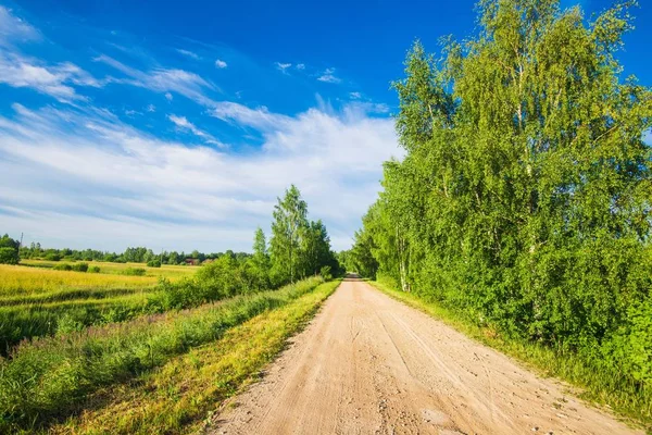 Uma Vista Estrada Rural Sujeira Através Das Bétulas Verdes Com — Fotografia de Stock