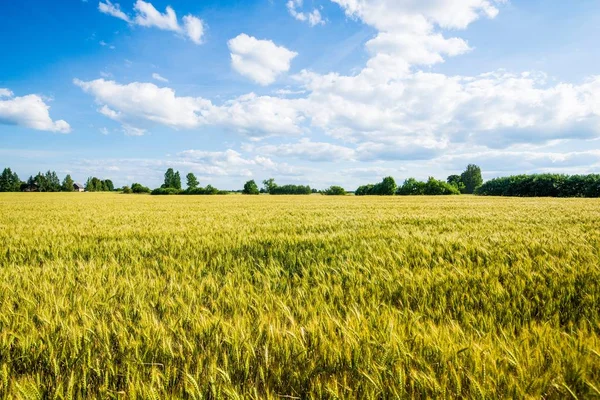 여름날 라트비아의 농경지의 파노라마 — 스톡 사진