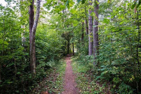 穿越绿色森林的道路 拉脱维亚 — 图库照片