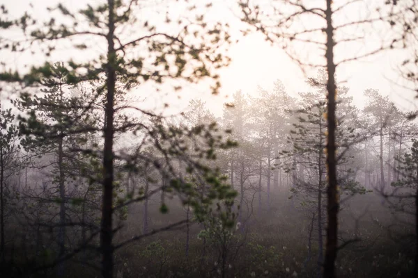 Nublado Día Otoño Bosque Niebla Matutina Pinos Verdes Kemeri Letonia — Foto de Stock