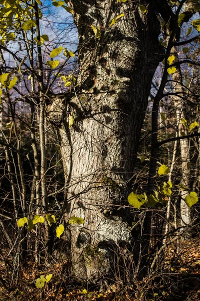 Güneşli Bir Sonbahar Gününde Parkta Yaşlı Ağaçlar Letonya — Stok fotoğraf