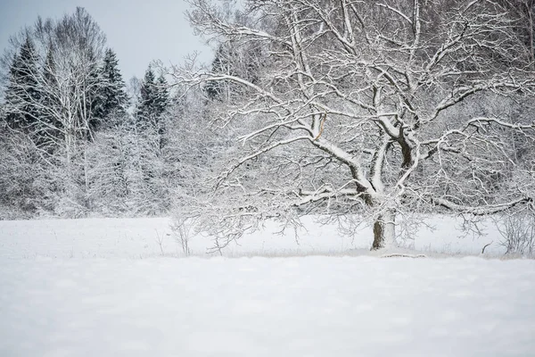 Starý Strom Poli Zasněžené Lesy Pozadí Oblačno Zimní Den Lotyšsko — Stock fotografie