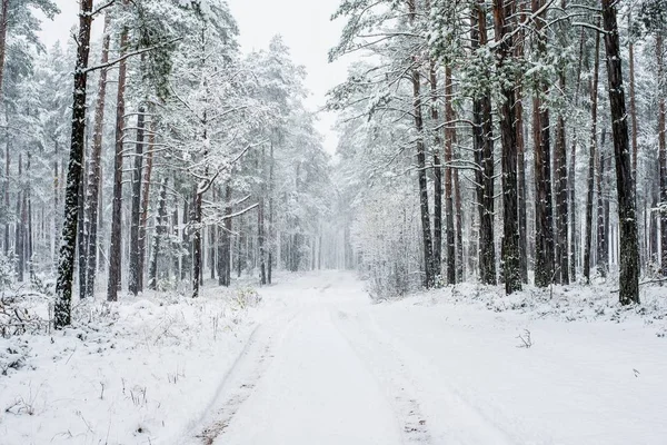 Chodnik Przez Pokryte Śniegiem Sosnowym Lesie Pochmurny Zimowy Dzień Łotwa — Zdjęcie stockowe