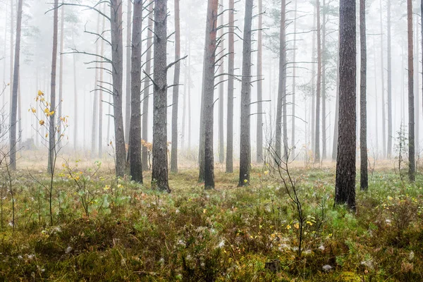 Paisaje Forestal Otoñal Niebla Matutina Bosque Pinos Día Nublado Hojas —  Fotos de Stock