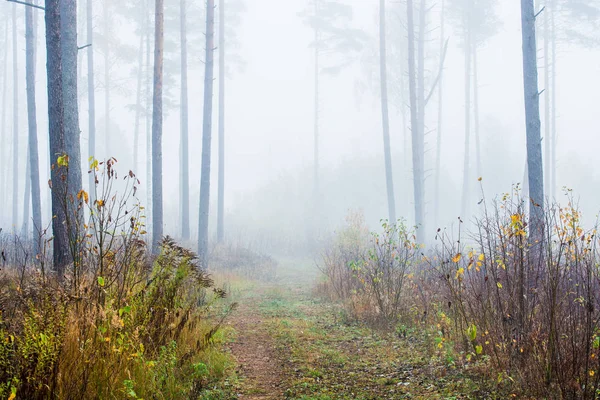 Een Herfst Boslandschap Ochtend Mist Het Dennenbos Een Bewolkte Dag — Stockfoto