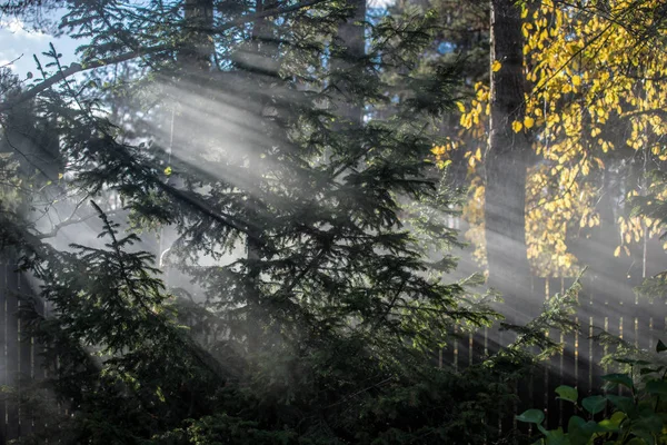 Paesaggio Autunno Nebbia Mattutina Nella Foresta Raggi Sole Rami Pini — Foto Stock