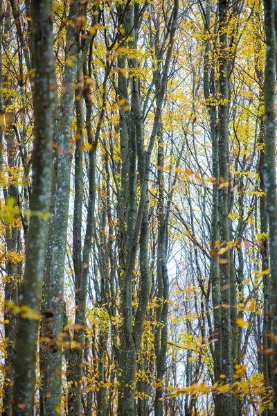 Uma Paisagem Floresta Outono Vista Panorâmica Faia Folhas Verdes Douradas — Fotografia de Stock