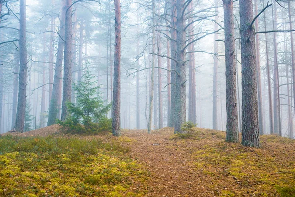 Jour Automne Nuageux Dans Forêt Brouillard Matinal Pins Verts Kemeri — Photo