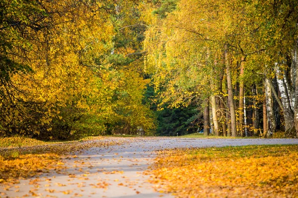 Herbstlandschaft Bunte Bäume Park Einem Sonnigen Tag Riga Lettland — Stockfoto