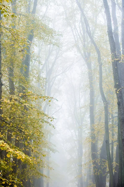 Una Niebla Matutina Otoño Una Vista Pasarela Parque Árboles Viejos — Foto de Stock