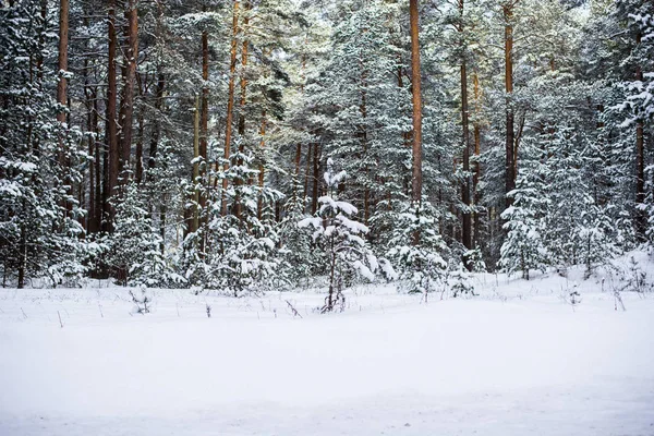 Güneşli Bir Kış Gününde Karla Kaplı Çam Ormanı Estonya — Stok fotoğraf