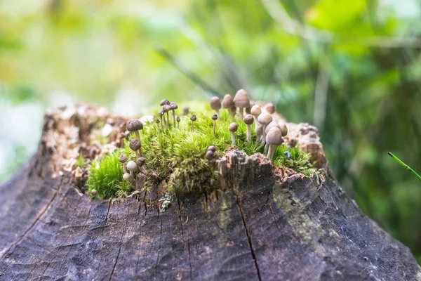 Close Forest Tree Mushrooms Latvia — Stock Photo, Image