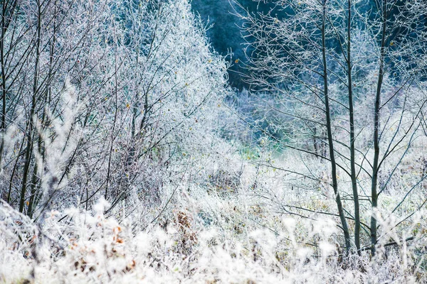Der Erste Frost Wald Farbenfrohe Blätter Und Bäume Aus Nächster — Stockfoto
