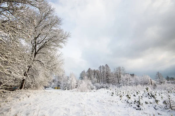 Besneeuwde Bossen Berken Bomen Close Letland — Stockfoto