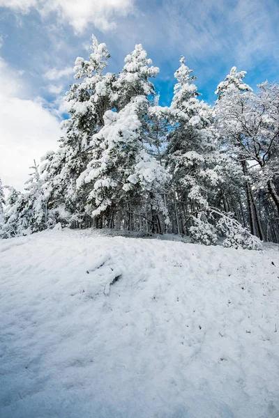 晴れた冬の日の松林の眺め ラトビア — ストック写真