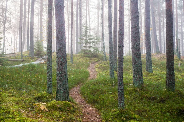 Jour Automne Nuageux Dans Forêt Brouillard Matinal Pins Verts Kemeri — Photo