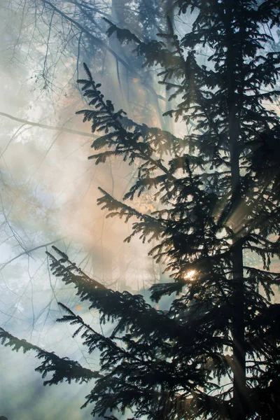 Paisaje Otoño Niebla Matutina Bosque Rayos Sol Ramas Pinos Cerca —  Fotos de Stock