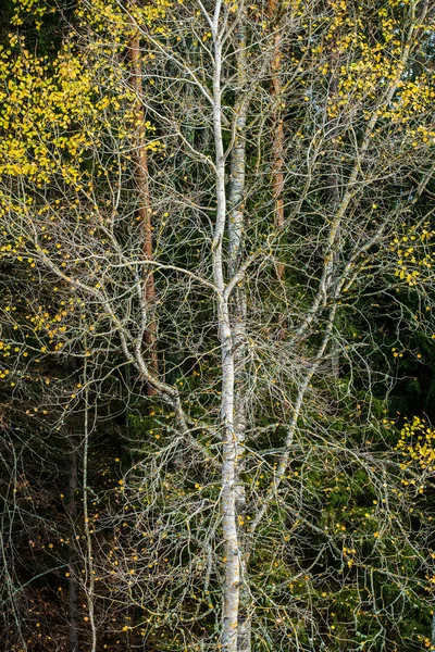 Bulutlu Bir Sonbahar Gününde Ormanda Renkli Huş Ağaçları Don Cesis — Stok fotoğraf