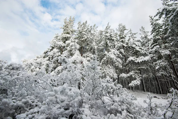 Una Vista Del Bosque Pinos Cubierto Nieve Día Soleado Invierno — Foto de Stock