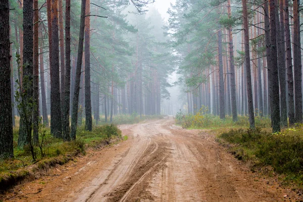 Ett Höst Skogs Landskap Grusväg Genom Tallar Lettland — Stockfoto