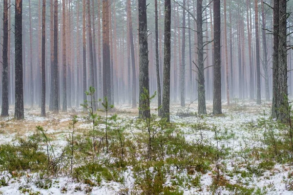 Συννεφιασμένη Χειμωνιάτικη Μέρα Στο Πευκόδασος Πράσινο Γρασίδι Κάτω Από Χιόνι — Φωτογραφία Αρχείου