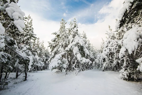 Güneşli Bir Kış Gününde Çam Ağacı Ormanı Manzarası Letonya — Stok fotoğraf