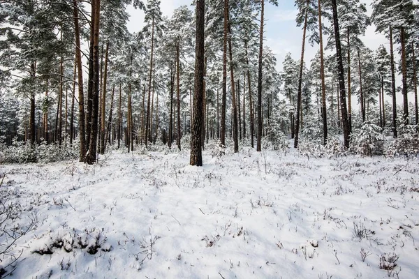 曇りの冬の日に雪に覆われた松の木の森 ラトビア — ストック写真