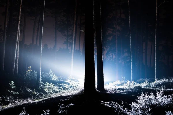 Forest Landscape Pine Trees Night Latvia — Stock Photo, Image