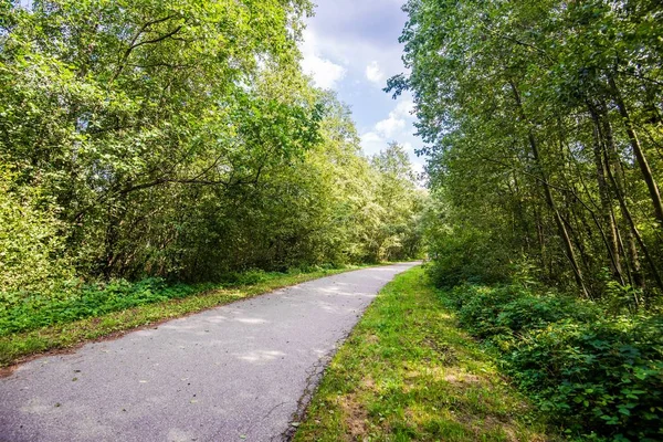 Parkta Bir Asfalt Yol Ağaçlar Gölgeler Letonya — Stok fotoğraf