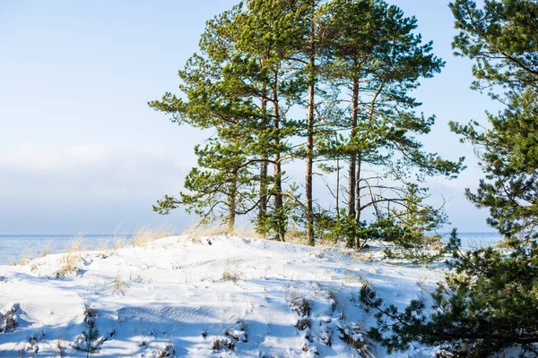 Paysage Hivernal Côtes Mer Enneigées Arbres Verts Contre Ciel Bleu — Photo