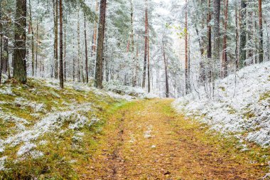 Bulutlu bir sonbahar gününde karla kaplı ormanda bir yol, Letonya