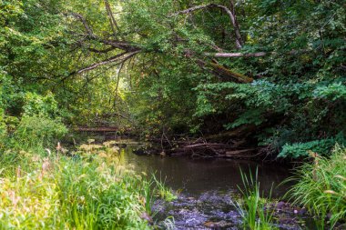Orman manzarası. Güneşli bir sonbahar gününde nehir ve ağaçların manzarası, Letonya