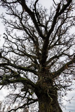 Bulutlu bir günde sonbahar ormanı arasında yapraksız yalnız ağaç, yakın çekim. Cesis, Letonya