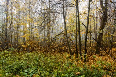 Sonbahar ormanı manzarası. Ormanda sabah sisi, yeşil ve altın yapraklar ve ağaçlar. Letonya