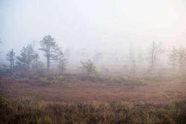 Ormanda bulutlu bir sonbahar günü. Sabah sisi ve yeşil çam ağaçları. Kemeri, ne? Letonya