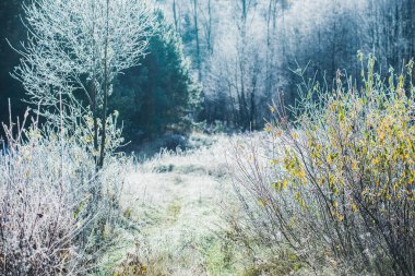 Ormandaki ilk don. Renkli yapraklar ve ağaçlar yakın çekim. Cesis, Letonya