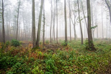 Ormanda bir sabah sisi, yeşil ve altın yapraklar, huş ağaçları yakın çekim, Letonya