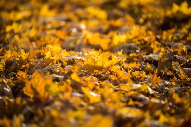 Sonbahar yakın çekim bırakır. Riga, Letonya