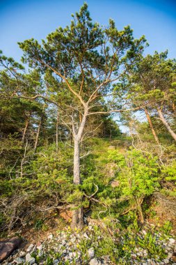 Gün batımında Baltık denizinin taşlı deniz kıyısı. Hiumaa Island, Estonya