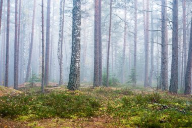 Ormanda bulutlu bir sonbahar günü. Sabah sisi ve yeşil çam ağaçları. Kemeri, ne? Letonya