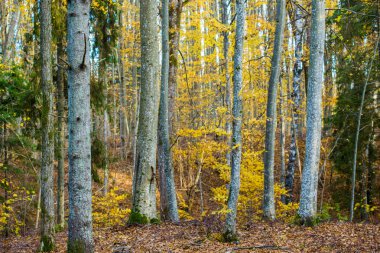 Sonbahar ormanı manzarası. Kayın ağaçlarının, yeşil ve altın yaprakların yakından görünümü, Almanya