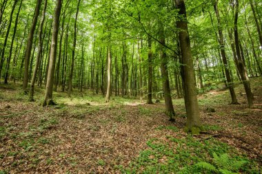 Orman manzarası. Yeşil orman ve eğrelti otu, Almanya