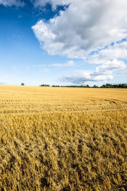 Güneşli bir günde ülke tarım alanının panoramik görünümü, Estonya